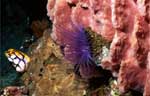 Tube anemone