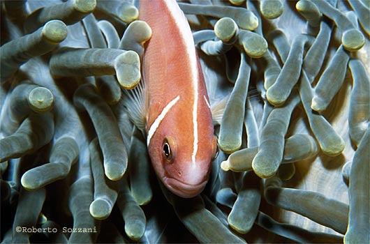Amphiprion perideraion