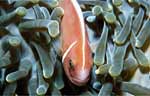 Pink Anemonefish