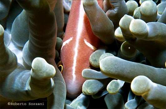 Amphiprion perideraion
