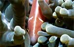 Pink Anemonefish