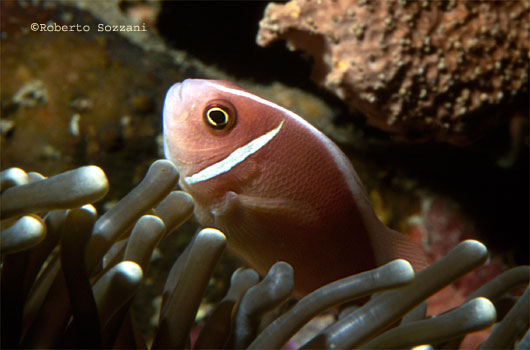 Amphiprion perideraion