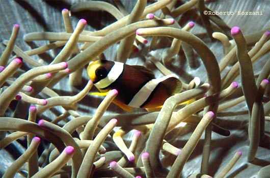 Amphiprion clarkii