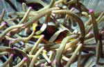 Clark's Anemonefish