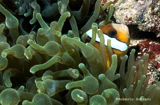 Amphiprion clarkii