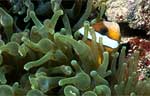 Clark's Anemonefish