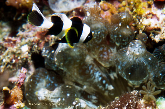 Amphiprion akindynos