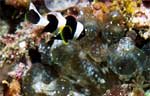 Barrier Reef Anemonefish - Juvenile