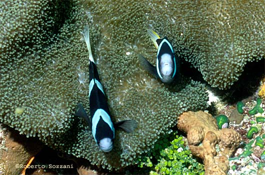Amphiprion clarkii
