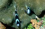 Clark's Anemonefish - Black