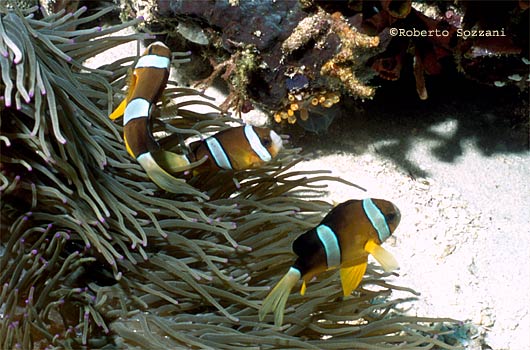 Amphiprion clarkii