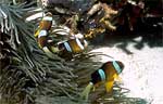 Clark's Anemonefish