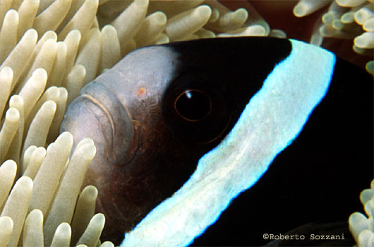 Amphiprion clarkii