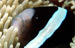 Clark's Anemonefish - Black