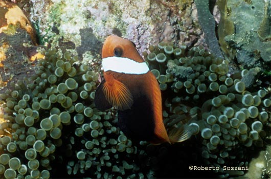 Amphiprion melanopus