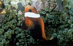 Red and Black Anemonefish