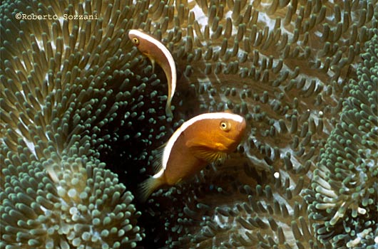 Amphiprion sandaracinos