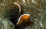 Orange Anemonefish