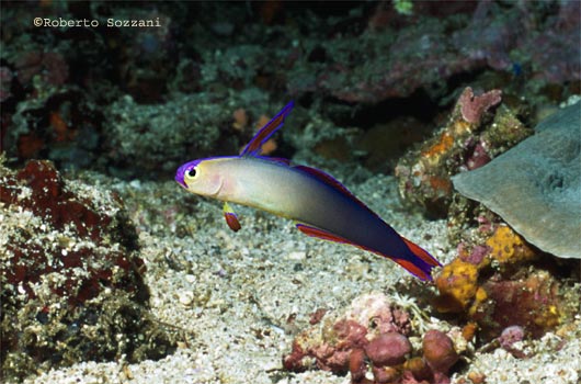 Nemateleotris decora