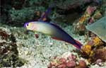 Elegant Dartfish