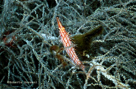 Oxycirrhites typus