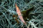 Longnose Hawkfish
