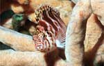 Pixy Hawkfish