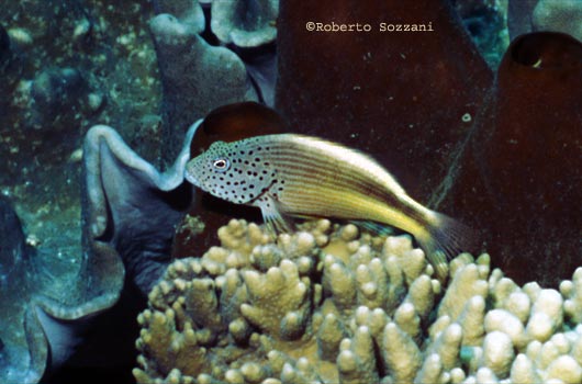Paracirrhites forsteri