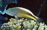 Blackside Hawkfish