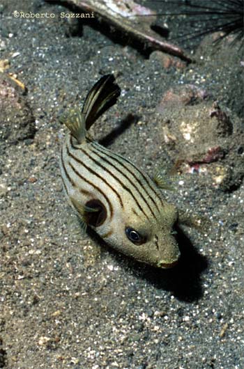 Arothron manilensis