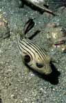 Striped Puffer