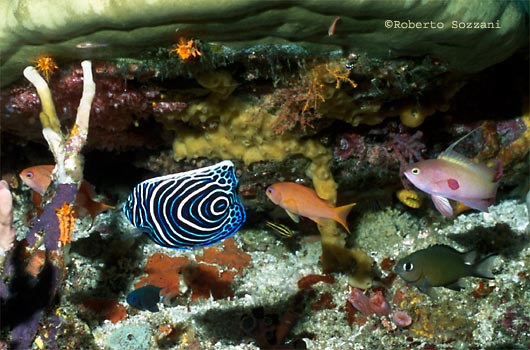 Pomacanthus imperator
