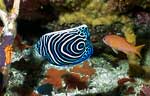 Emperor Angelfish - Juvenile