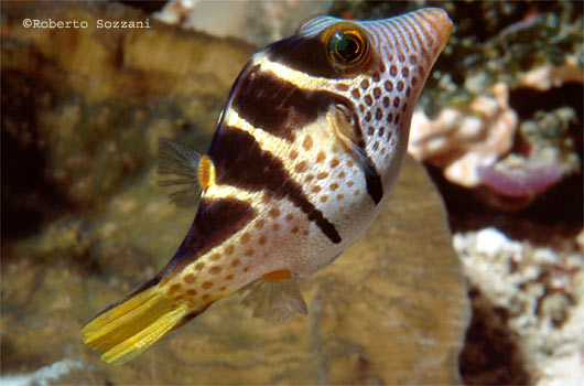 Canthigaster valentini