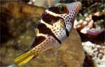 Black-saddled Sharpnose Puffer