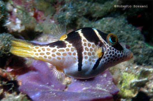 Canthigaster valentini