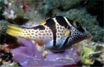 Black-saddled Sharpnose Puffer