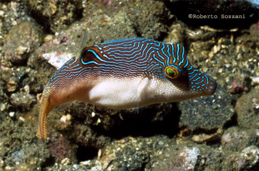 Canthigaster papua