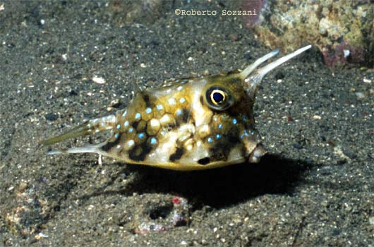 Lactoria cornuta
