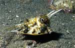 Longhorn Cowfish