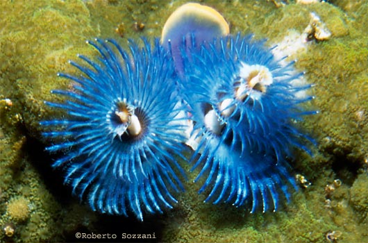 Spirobranchus giganteus