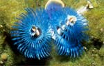 Christmas tree worm