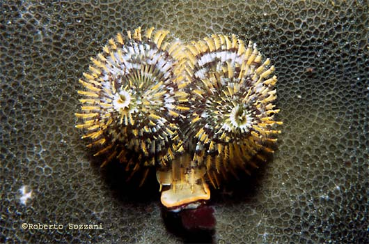 Spirobranchus giganteus