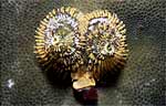 Christmas tree worm