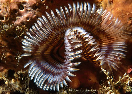 Sabellastarte indica