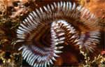 Tubeworm