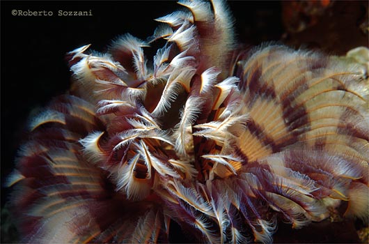 Sabellastarte indica