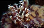 Tubeworm
