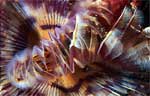 Tubeworm