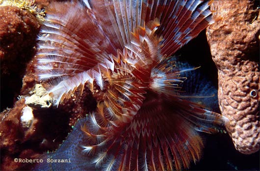 Sabellastarte indica